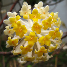 Arbusto del papel con flores doradas, Edgeworthie